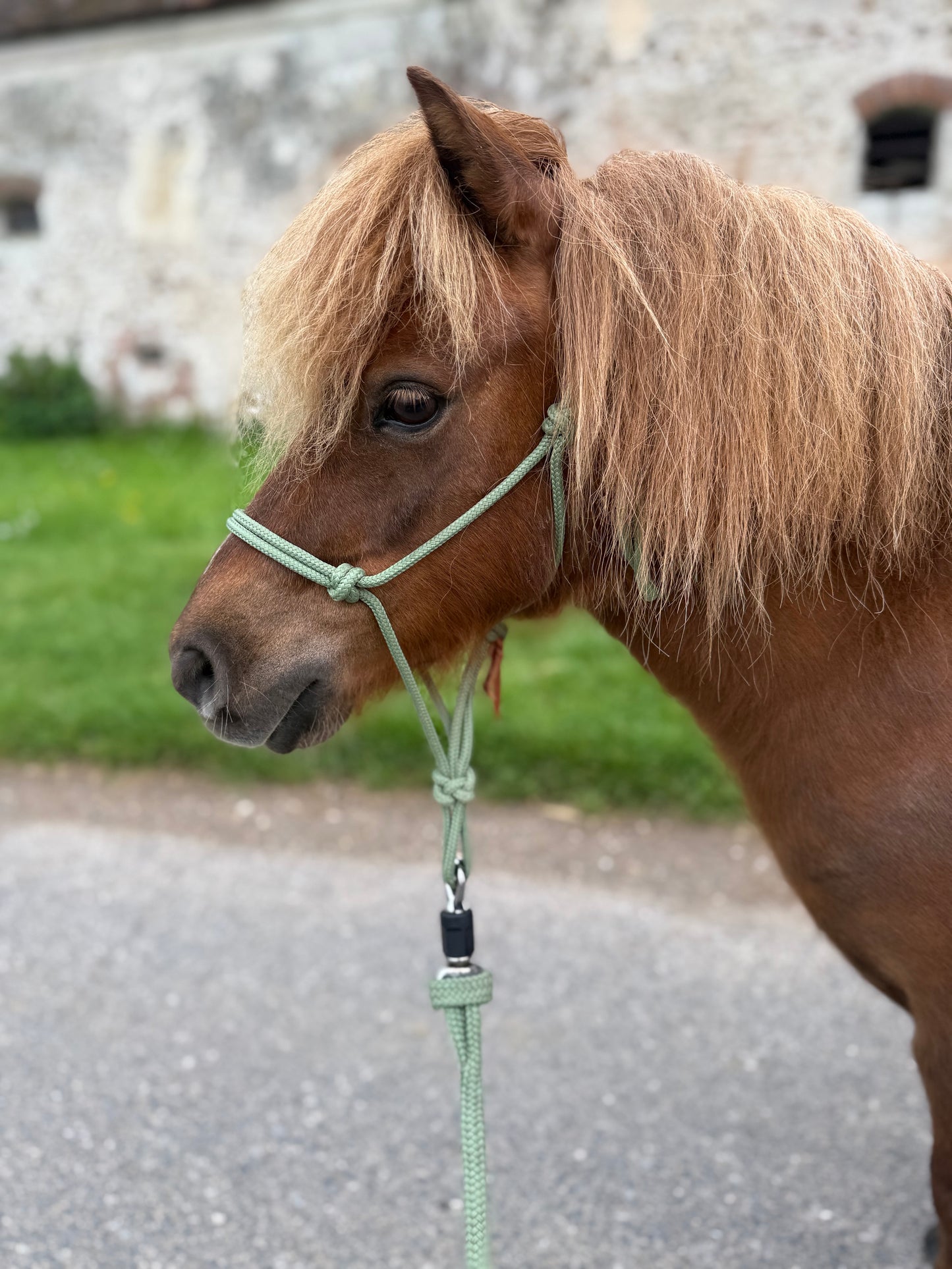 Licol corde CLASSIC - Confort et Souplesse