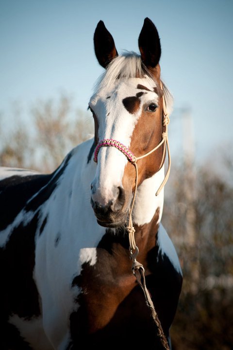 Licol CLASSIC tressé zig zag