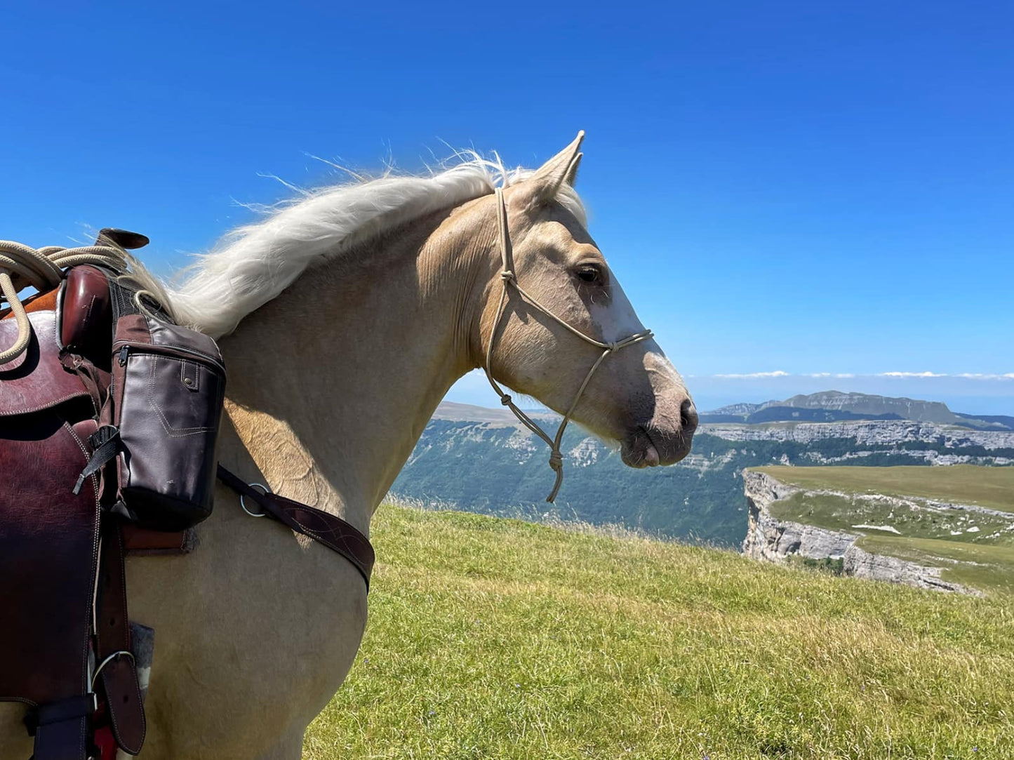 Licol corde gamme Pro Maitrise & Justesse