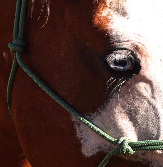 Licol corde CLASSIC - Confort et Souplesse