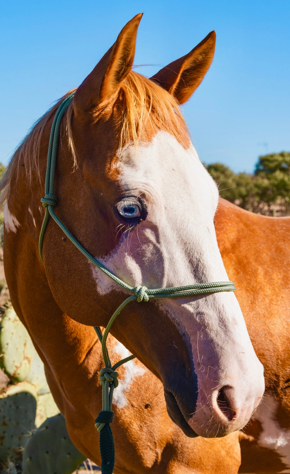 Licol corde CLASSIC - Confort et Souplesse