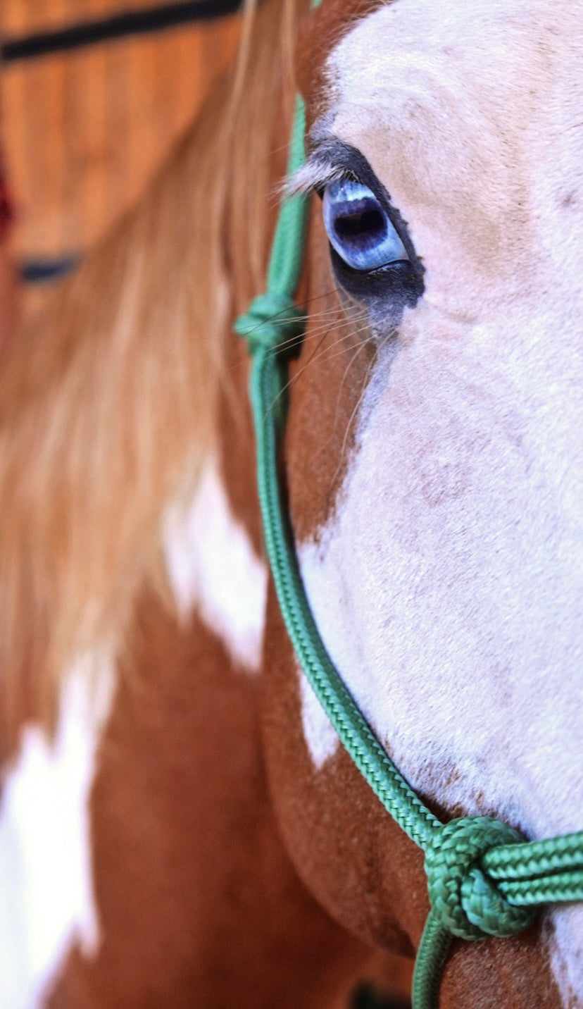 Licol corde CLASSIC - Confort et Souplesse