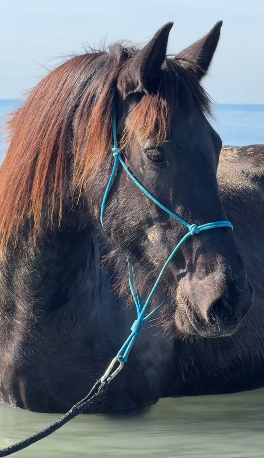 Licol corde gamme Pro Maitrise & Justesse