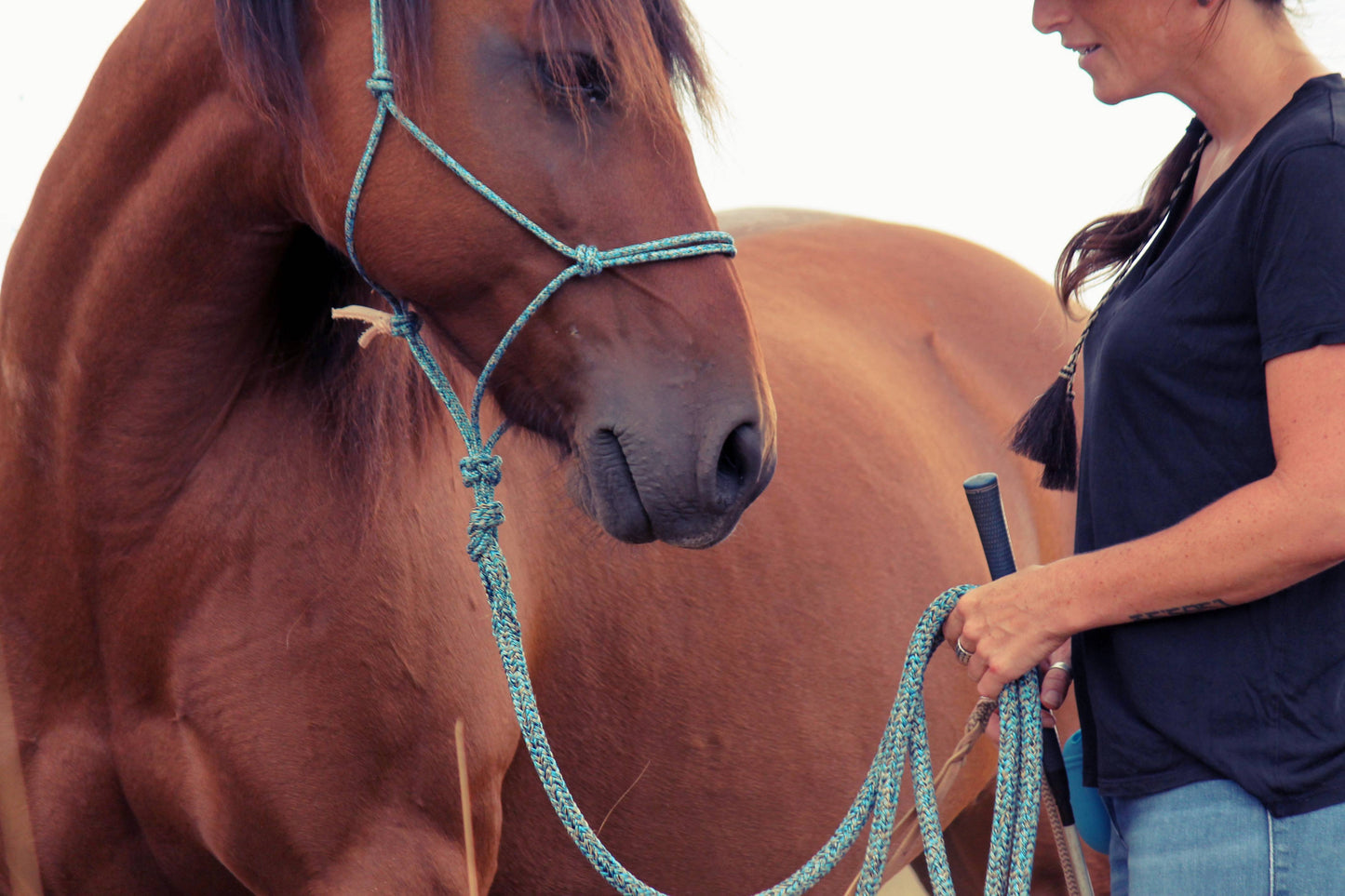 Pack NOËL licol & longe LPH